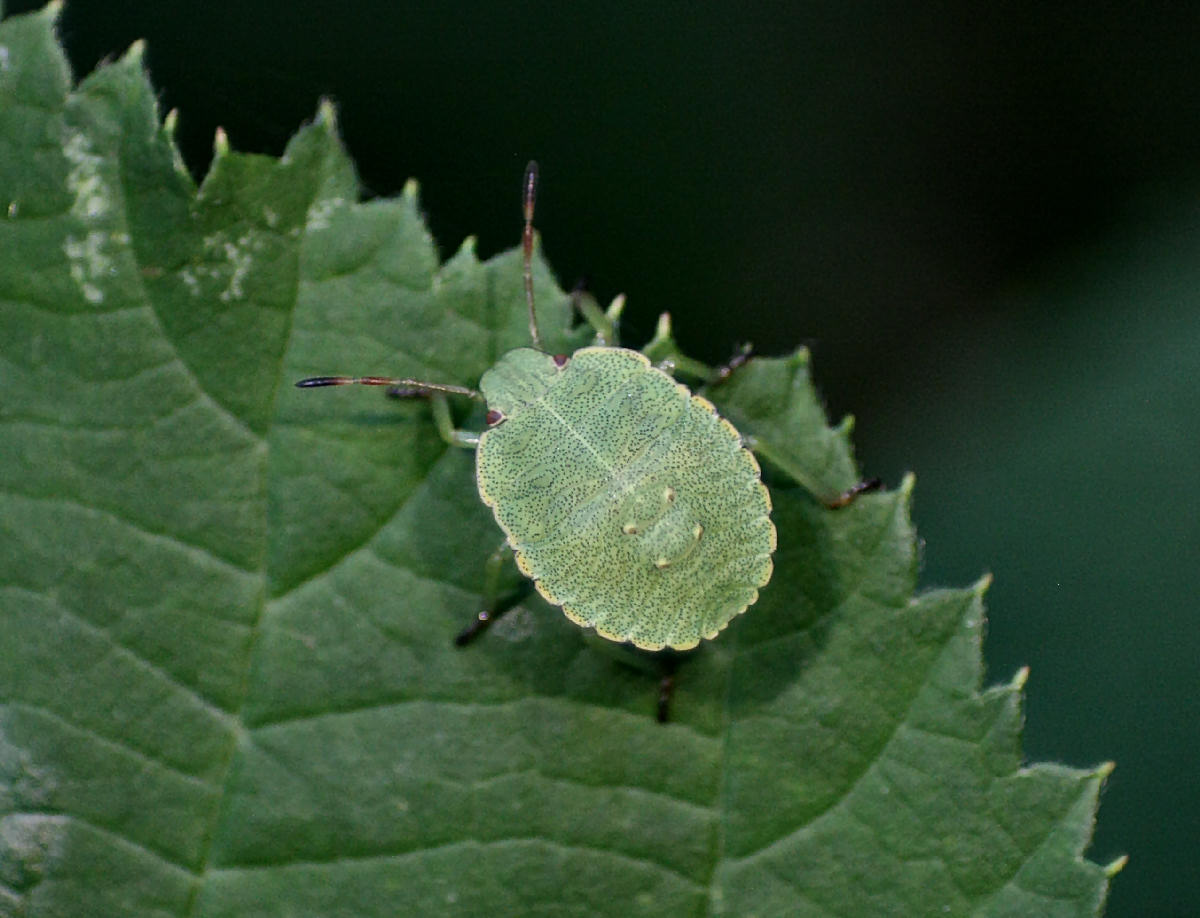 Pentatomidae: neanide di Palomena cf.prasina della Lombardia